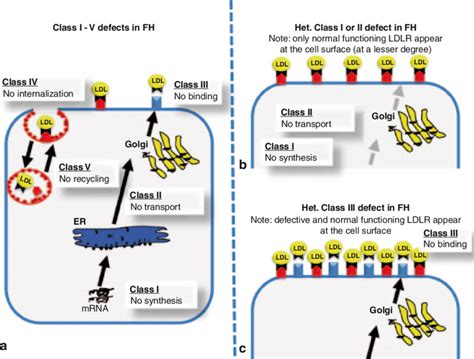 Familial Hypercholesterolemia Ldl Receptor