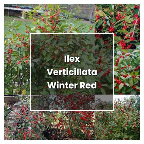 How to Grow Ilex Verticillata Winter Red - Plant Care & Tips | NorwichGardener