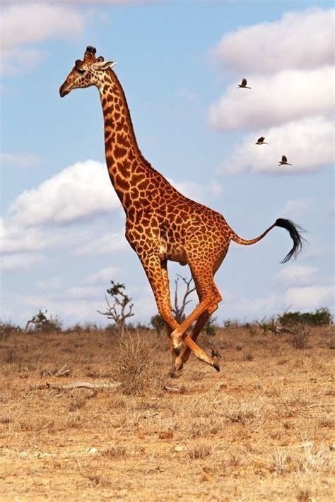 A galloping giraffe chased by 3 birds | Giraffe photos, Giraffe ...