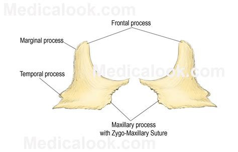 Zygomatic Bones Diagram | Quizlet