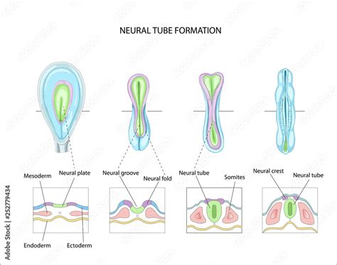 Neural tube formation. planning pregnancy. Development and formation of the brain. Anatomy of ...