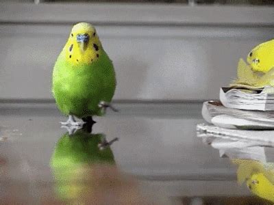 Motion Parakeet GIF - Find & Share on GIPHY