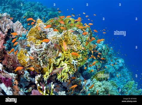 Colorful shallow coral reef in Ras Mohammed national park, Red Sea Stock Photo, Royalty Free ...