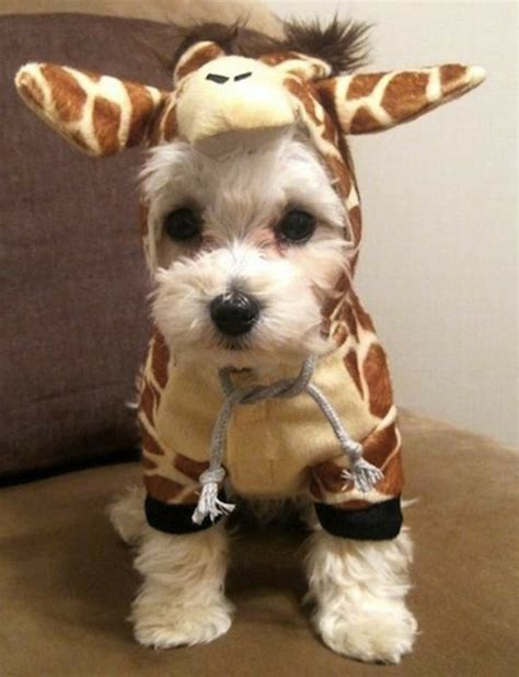 Pin by Tari on MALTESE DOGS | Dog costumes halloween small, Pet ...