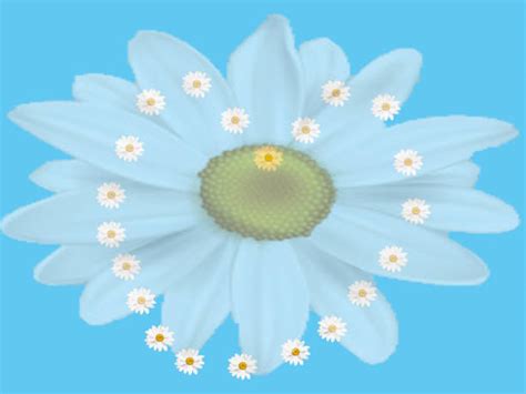 Heart Shaped Daisy Stock Photos, Pictures & Royalty-Free Images - iStock