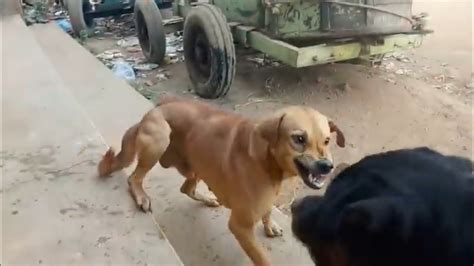 Dog Rottweiler Attack Video