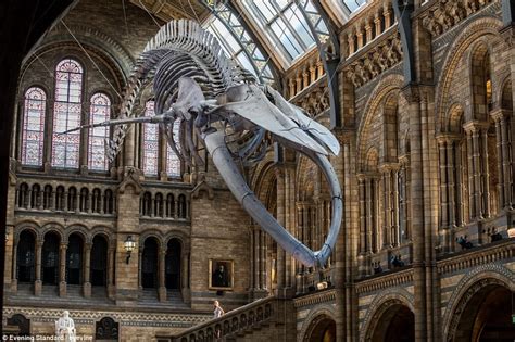 Natural History Museum unveils 'Hope' the blue whale | Daily Mail Online