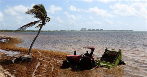 A Giant Blob of Seaweed is Heading to Florida | New Edge Times