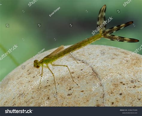 Damselfly Larvae Royalty-Free Images, Stock Photos & Pictures ...