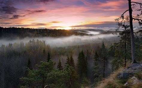 HD Sunrise Landscapes Nature Trees Dawn Forests Hills Fog Mist Finland Hdr Photography Image ...