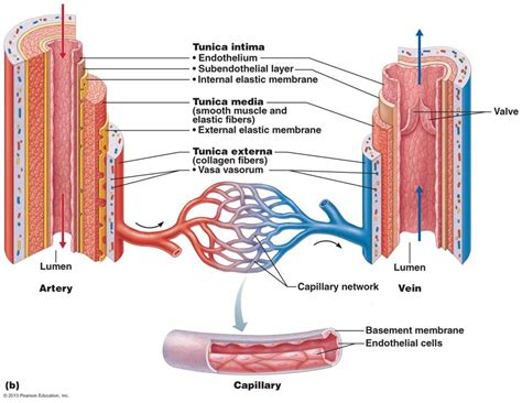 What Is Lumen Anatomy - Anatomical Charts & Posters