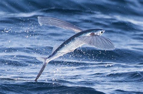 Flying fish! - Gliding for as Long as 655 feet in Distance! — Heal The Ocean