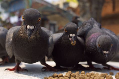 The Best Pigeon Food: The Optimum Diet For Your Pigeons - NE Pigeon ...