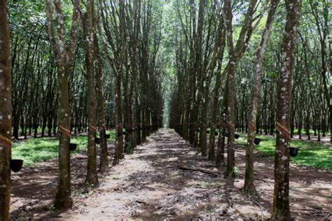 Growing need for deforestation-free rubber as tire demand destroys native forests