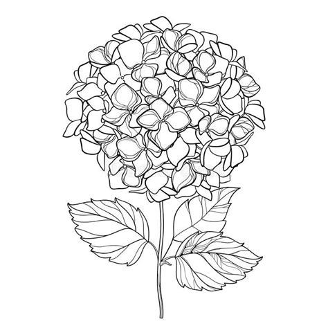 Vector drawing of outline Hydrangea or Hortensia flower bunch and ornate leaves in black ...