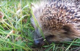 Information about Hedgehog, all you need to know about Erinaceinae | Nexles