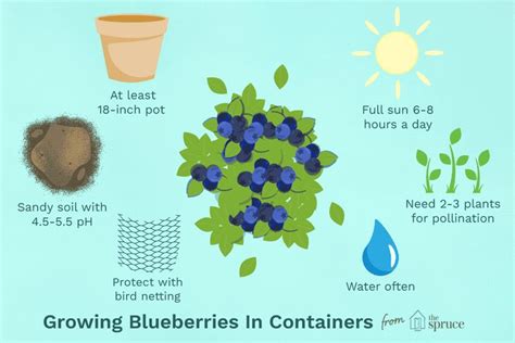 How to Grow Blueberries in Containers | Growing blueberries, Blueberry ...