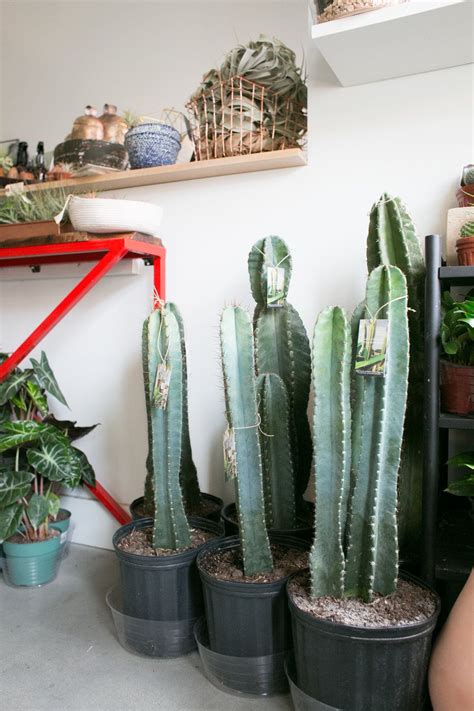 Caring for Large Cacti — The Zen Succulent | Durham's Neighborhood Plant & Gift Shop | Cactus ...