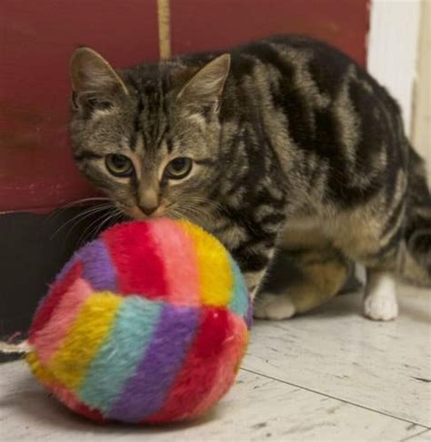 Craven Pamlico Animal Shelter Pets of the Week | Features | newbernsj.com