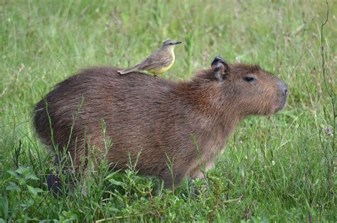 Capybara Desktop