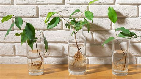 Water propagation mistakes: 6 common errors to avoid | Homes & Gardens