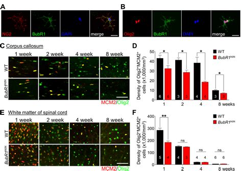 The progeroid gene BubR1 regulates axon myelination and motor function - Figure f2 | Aging