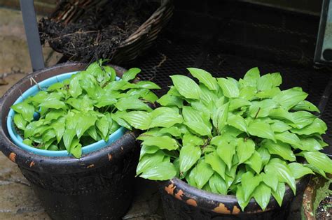 Perennials for Containers - Frugal Ways to Fill Your Flower Pots