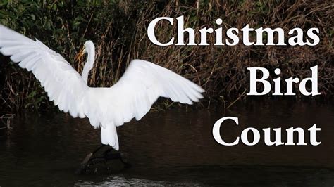 Audubon's Christmas Bird Count - YouTube