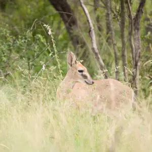 Common Duiker - Facts, Diet, Habitat & Pictures on Animalia.bio