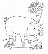 A Pig coloring Page  Download Print Or Color Online For Free sketch template