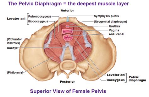 Muscles of the thorax for breathing and the pelvic floor (the diaphragm!)