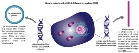 Mitochondrial DNA – Wellcome Trust Centre for Mitochondrial Research