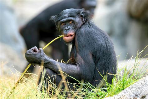 Bonobo | San Diego Zoo Animals & Plants