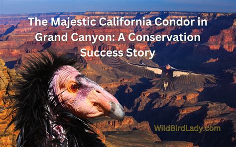 The Majestic California Condor in Grand Canyon: A Conservation Success ...