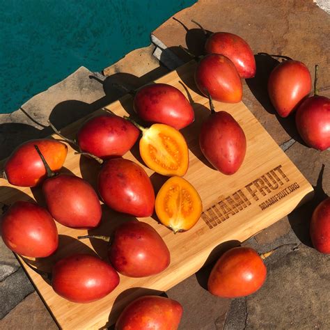 Tamarillo (Tree Tomato) – Miami Fruit