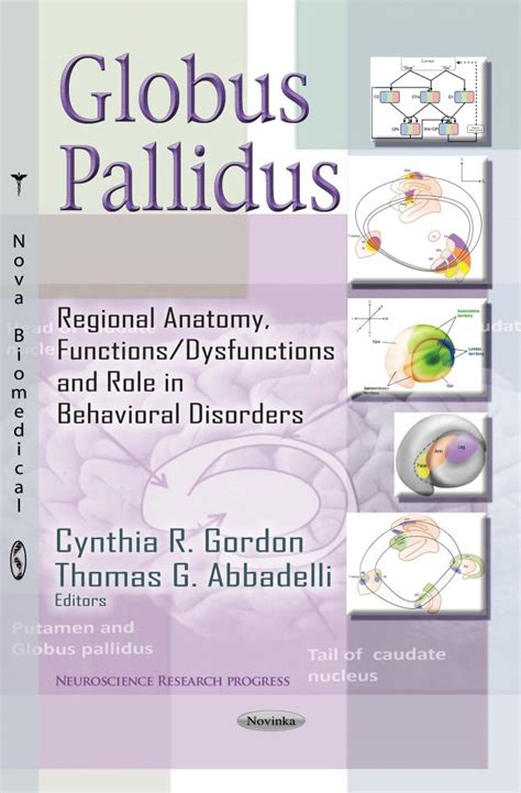 Globus Pallidus: Regional Anatomy, Functions/Dysfunctions and Role in ...