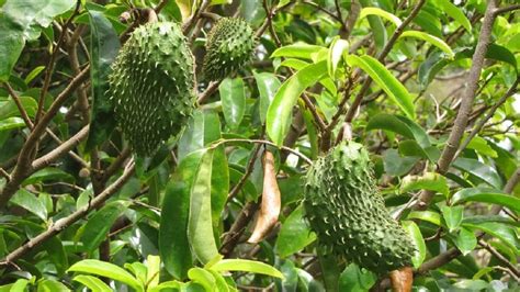 10 Khasiat Durian Belanda Yang Perlu Anda Tahu - The Diagnosa