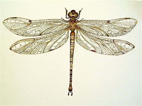 Dragonfly - The Dragonfly has 4 sets of wings making it much noisier from a way away co ...