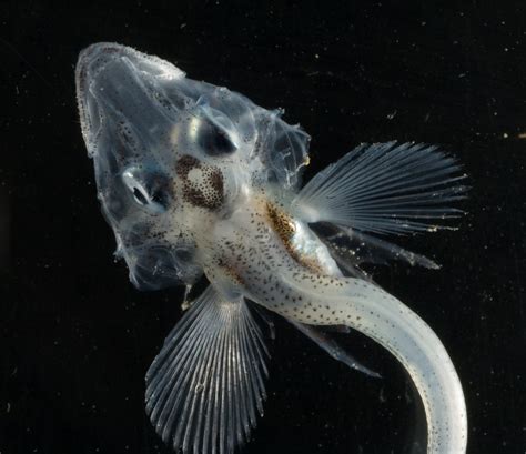 The Evolutionary Quirk That Allows Antarctica's Icefish To Survive ...