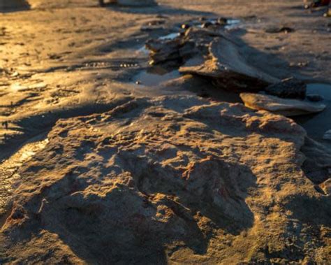 Dinosaur Footprints | Australia's North West