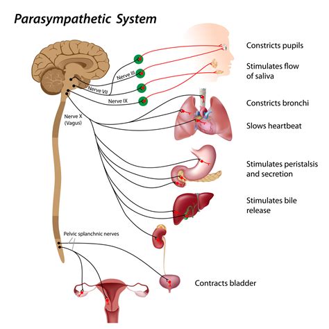 What Is Parasympathetic Nervous System