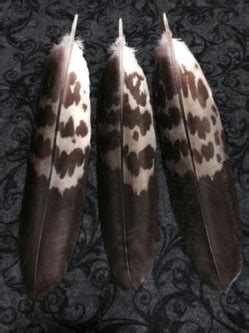 Here are three of the best quality replica golden eagle feathers made ...