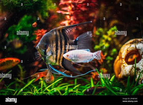 Pterophyllum scalare from my tank Stock Photo - Alamy