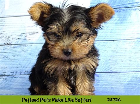 Yorkshire Terrier-DOG-Male-Black / Tan-2848489-Petland Pets & Puppies Chicago Illinois