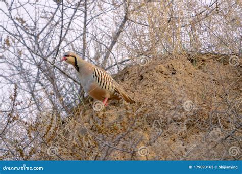 Chukar Partridge stock image. Image of birds, chukar - 179093163