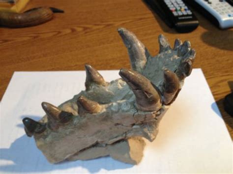 Archaeotherium Fossil Lower Jaw Dramatic Display Pc | Fossil, Fossils ...