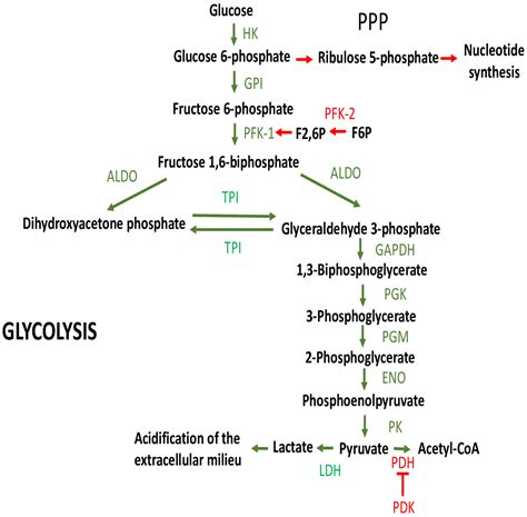 Cells | Free Full-Text | Tumor Cell Glycolysis—At the Crossroad of ...