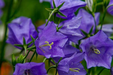 Bellflowers: varieties, planting & care - Plantura