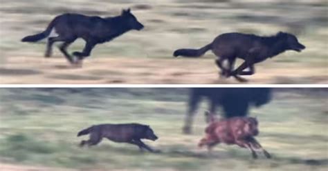 Watch: Baby bison's narrow escape from a pack of wolves on the hunt | Predator vs Prey | Earth ...