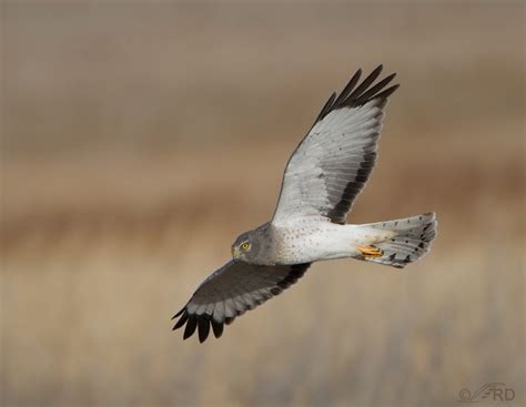 Northern Harrier adult male – Feathered Photography